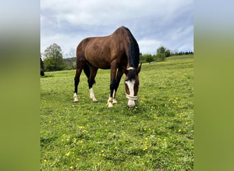 Austriacki koń gorącokrwisty, Klacz, 15 lat, 168 cm, Gniada