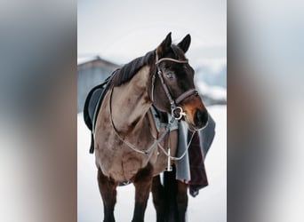 Austriacki koń gorącokrwisty, Klacz, 16 lat, 166 cm, Skarogniada