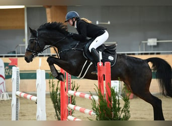 Austriacki koń gorącokrwisty, Klacz, 16 lat, Gniada