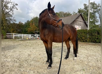 Austriacki koń gorącokrwisty, Klacz, 18 lat, 160 cm, Gniada