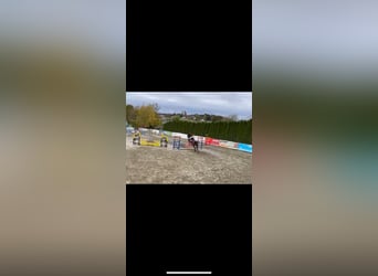 Austriacki koń gorącokrwisty, Klacz, 18 lat