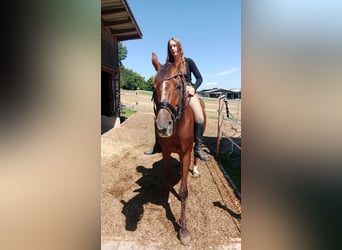 Austriacki koń gorącokrwisty, Klacz, 19 lat, 165 cm, Ciemnokasztanowata