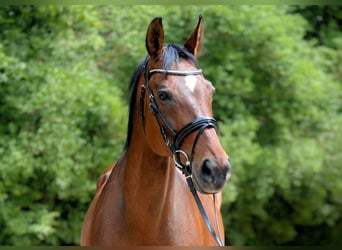 Austriacki koń gorącokrwisty, Klacz, 19 lat, 175 cm, Gniada