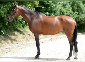 Austriacki koń gorącokrwisty, Klacz, 19 lat, 175 cm, Gniada