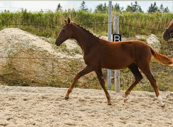 Austriacki koń gorącokrwisty, Klacz, 1 Rok, 172 cm, Ciemnokasztanowata