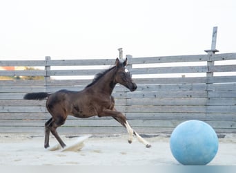 Austriacki koń gorącokrwisty, Klacz, 1 Rok, Ciemnogniada