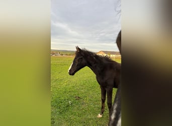Austriacki koń gorącokrwisty, Klacz, 1 Rok, Ciemnokasztanowata