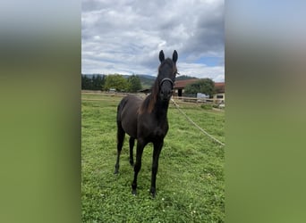 Austriacki koń gorącokrwisty, Klacz, 1 Rok, Kara