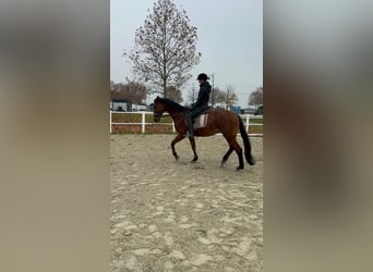 Austriacki koń gorącokrwisty, Klacz, 20 lat, 165 cm, Gniada