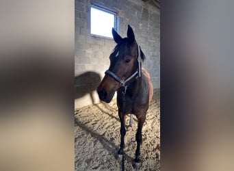 Austriacki koń gorącokrwisty, Klacz, 20 lat, 168 cm, Ciemnogniada