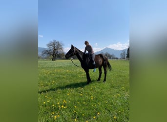 Austriacki koń gorącokrwisty, Klacz, 20 lat, 168 cm