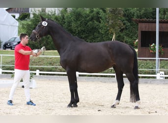 Austriacki koń gorącokrwisty, Klacz, 20 lat, 172 cm, Skarogniada