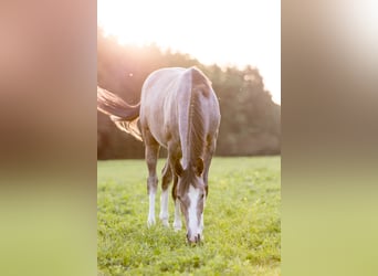 Austriacki koń gorącokrwisty, Klacz, 2 lat, 150 cm, Formy Brown Falb