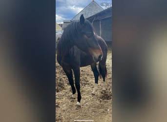 Austriacki koń gorącokrwisty, Klacz, 2 lat, 160 cm, Ciemnogniada