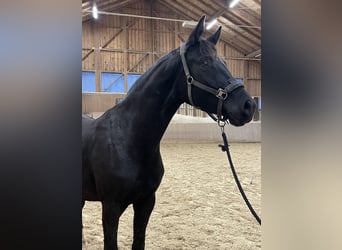 Austriacki koń gorącokrwisty, Klacz, 2 lat, 167 cm, Kara