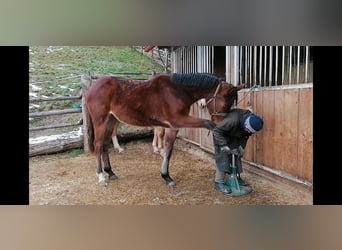 Austriacki koń gorącokrwisty, Klacz, 2 lat, 169 cm, Gniada