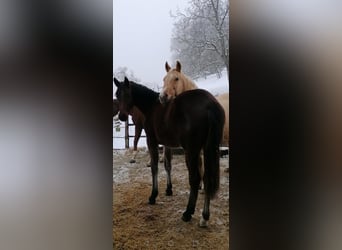 Austriacki koń gorącokrwisty, Klacz, 2 lat, 169 cm, Gniada