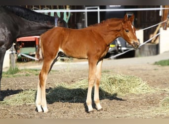 Austriacki koń gorącokrwisty, Klacz, 2 lat, 170 cm, Kasztanowata