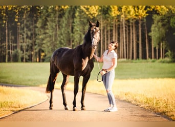 Austriacki koń gorącokrwisty, Klacz, 2 lat, 172 cm, Może być siwy