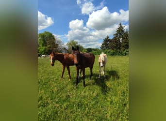 Austriacki koń gorącokrwisty, Klacz, 2 lat, Gniada