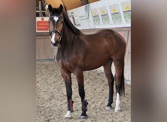 Austriacki koń gorącokrwisty, Klacz, 3 lat, 163 cm, Gniada