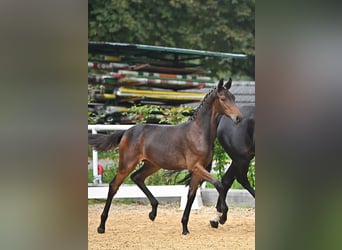 Austriacki koń gorącokrwisty, Klacz, 3 lat, 165 cm, Ciemnogniada