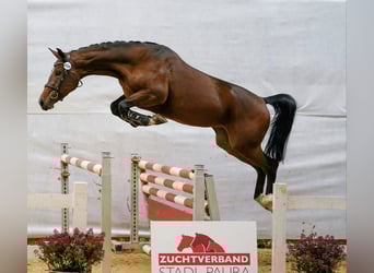 Austriacki koń gorącokrwisty, Klacz, 3 lat, 165 cm, Gniada