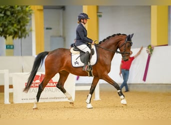 Austriacki koń gorącokrwisty, Klacz, 3 lat, 165 cm, Gniada
