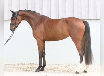 Austriacki koń gorącokrwisty, Klacz, 3 lat, 165 cm, Gniada