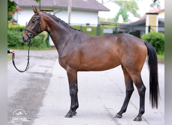 Austriacki koń gorącokrwisty, Klacz, 3 lat, 167 cm, Gniada