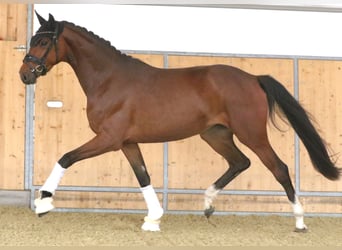 Austriacki koń gorącokrwisty, Klacz, 3 lat, 168 cm, Gniada