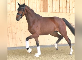 Austriacki koń gorącokrwisty, Klacz, 3 lat, 168 cm, Gniada