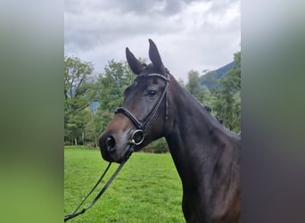 Austriacki koń gorącokrwisty, Klacz, 3 lat, 170 cm, Ciemnogniada