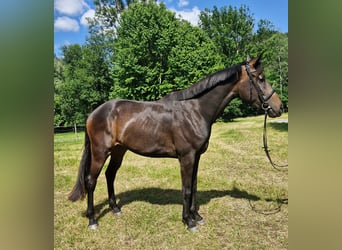 Austriacki koń gorącokrwisty, Klacz, 3 lat, 170 cm, Ciemnogniada