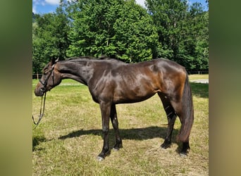 Austriacki koń gorącokrwisty, Klacz, 3 lat, 170 cm, Ciemnogniada