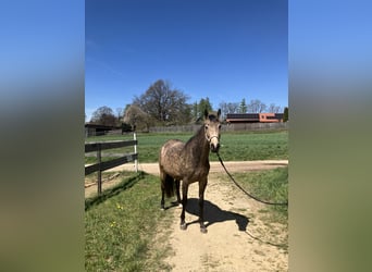 Austriacki koń gorącokrwisty, Klacz, 3 lat, 170 cm, Jelenia