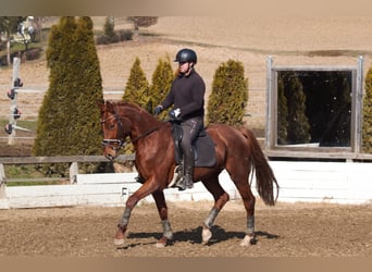 Austriacki koń gorącokrwisty, Klacz, 3 lat, 170 cm, Kasztanowata