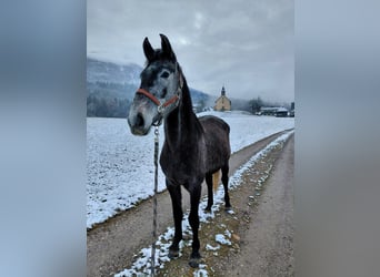 Austriacki koń gorącokrwisty, Klacz, 3 lat, 170 cm, Siwa jabłkowita