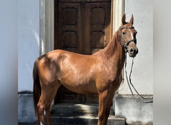 Austriacki koń gorącokrwisty, Klacz, 4 lat, 160 cm, Kasztanowata