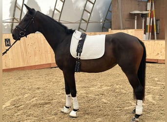Austriacki koń gorącokrwisty, Klacz, 4 lat, 165 cm, Ciemnogniada