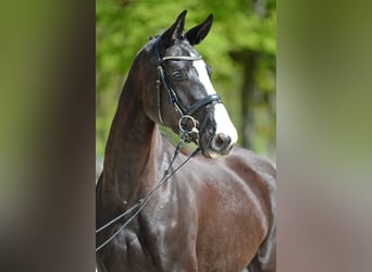 Austriacki koń gorącokrwisty, Klacz, 4 lat, 167 cm, Kara