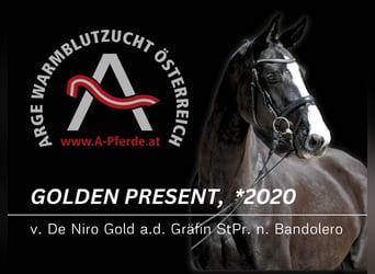 Austriacki koń gorącokrwisty, Klacz, 4 lat, 167 cm, Kara