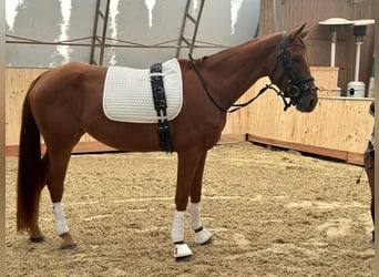Austriacki koń gorącokrwisty, Klacz, 4 lat, 167 cm, Kasztanowata