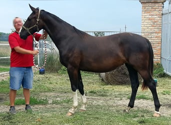 Austriacki koń gorącokrwisty, Klacz, 4 lat, 168 cm, Ciemnogniada