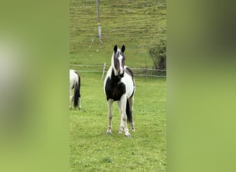 Austriacki koń gorącokrwisty, Klacz, 4 lat, 168 cm, Srokata