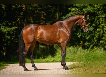 Austriacki koń gorącokrwisty, Klacz, 4 lat, 170 cm, Ciemnogniada
