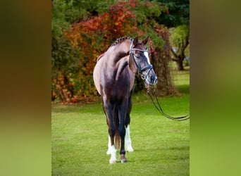 Austriacki koń gorącokrwisty, Klacz, 4 lat, 170 cm, Ciemnokasztanowata