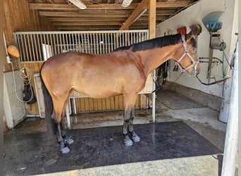 Austriacki koń gorącokrwisty, Klacz, 4 lat, 170 cm, Gniada