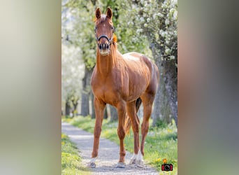 Austriacki koń gorącokrwisty, Klacz, 4 lat, 170 cm, Kasztanowata