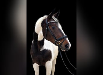 Austriacki koń gorącokrwisty, Klacz, 4 lat, 170 cm, Srokata